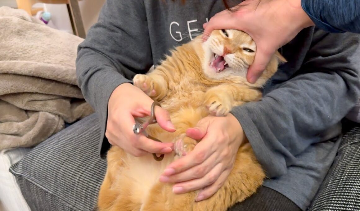 はじめてのアイアンクロー（11さい）