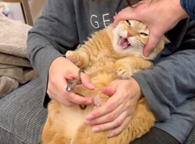 はじめてのアイアンクロー（11さい）