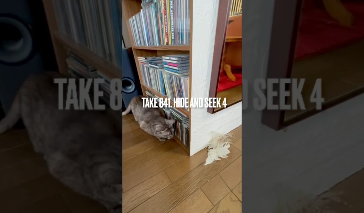 #かくれんぼねこ #猫じゃらし #遊ぶ猫 #あまりやる気なし #egyptianmaucat #エジプシャンマウ #エジプシャンマウスモーク #エジプシャンマウの仲間たち #shorts