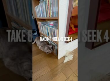 #かくれんぼねこ #猫じゃらし #遊ぶ猫 #あまりやる気なし #egyptianmaucat #エジプシャンマウ #エジプシャンマウスモーク #エジプシャンマウの仲間たち #shorts