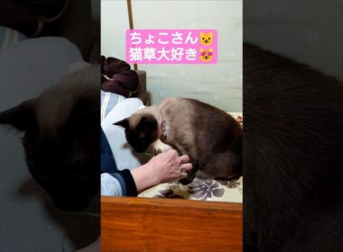 ちょこさん😺猫草もしゃもしゃ中 #シャム猫 #たぬき猫 #猫のいる暮らし