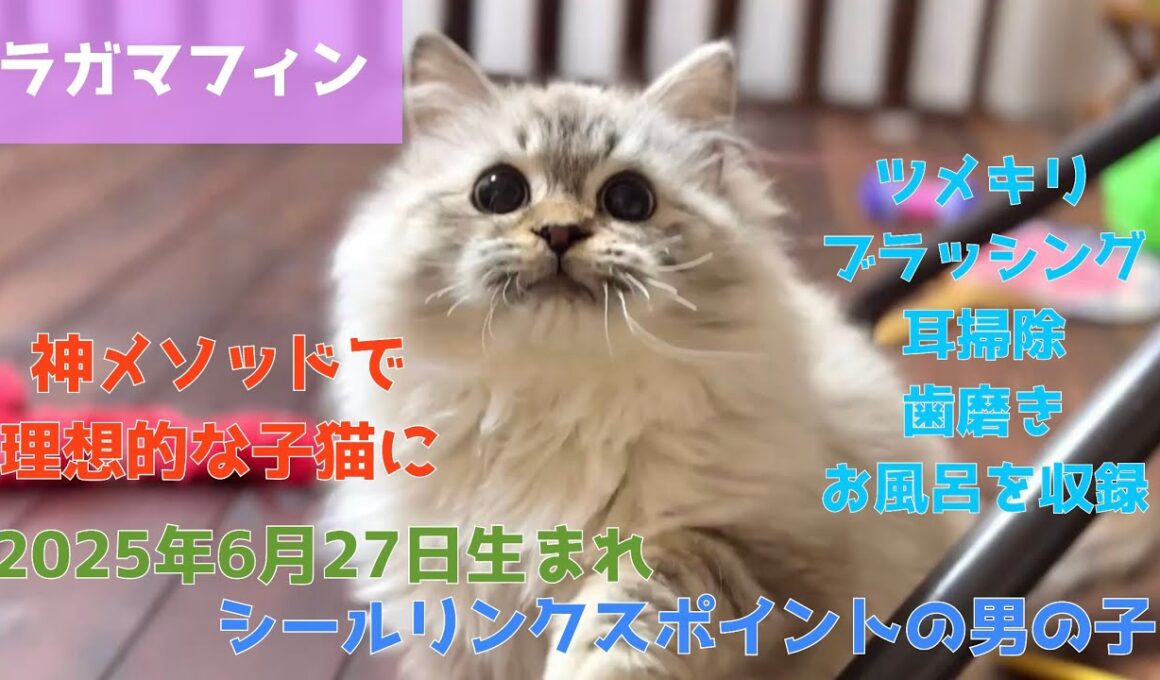 【ナナハチ’s ROOM】ラガマフィンの男の子【販売情報掲載用動画】シールリンクスポイント20260112