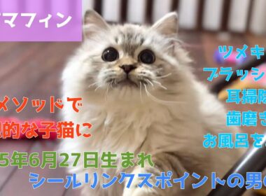 【ナナハチ’s ROOM】ラガマフィンの男の子【販売情報掲載用動画】シールリンクスポイント20260112