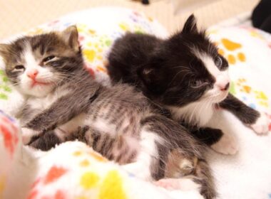 カワイイ鳴き声でママのに登りまくる赤ちゃん子猫たち？　【赤ちゃん猫　保護猫】