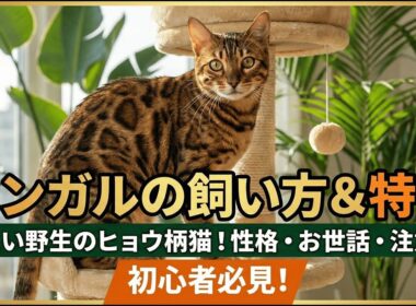 ベンガル猫＝見た目は猛獣、中身は甘えん坊！ヒョウ柄ロゼットの秘密と飼い方｜運動不足NG