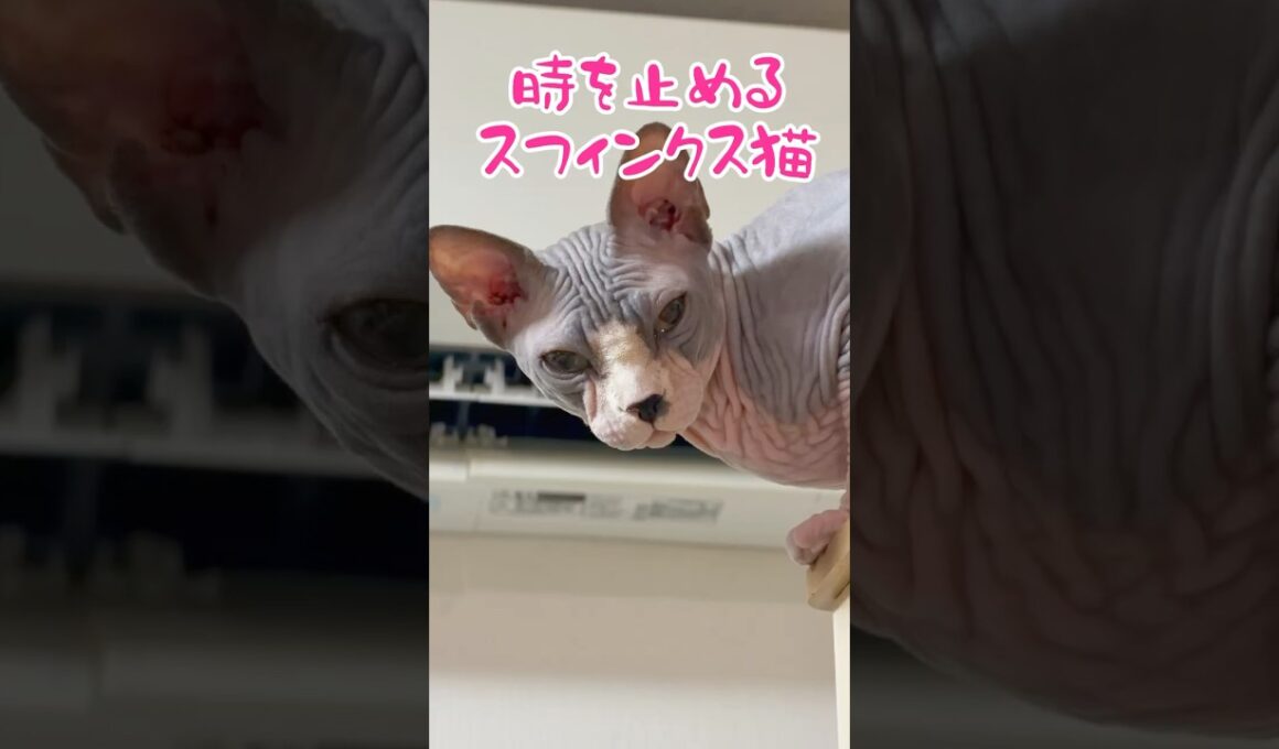 イリュージョン⚠️スフィンクス猫#shorts #cat #lifewithcats #猫 #猫のいる暮らし #sphynx