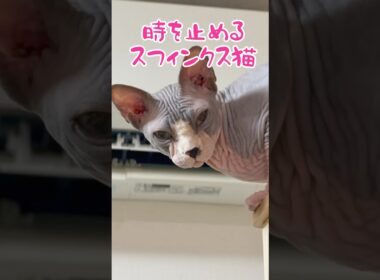 イリュージョン⚠️スフィンクス猫#shorts #cat #lifewithcats #猫 #猫のいる暮らし #sphynx