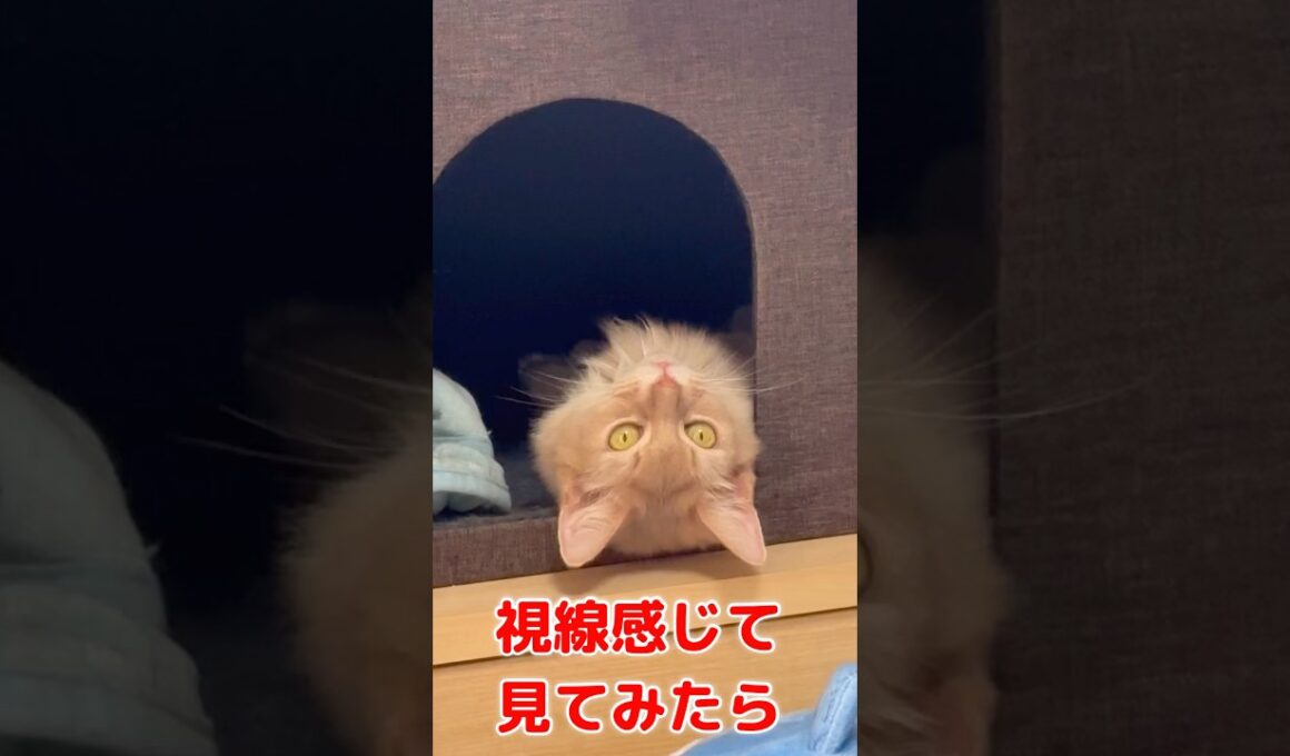 ガン見　#shorts #猫#ソマリ