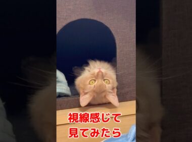 ガン見　#shorts #猫#ソマリ