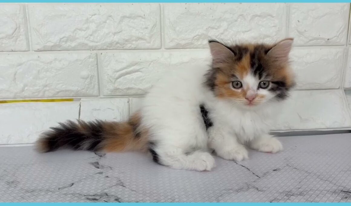 ペットショップcoo&riku No.00744860 ラガマフィン