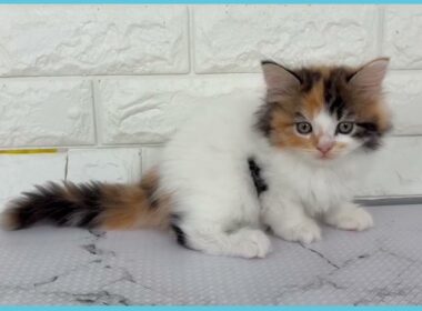 ペットショップcoo&riku No.00744860 ラガマフィン