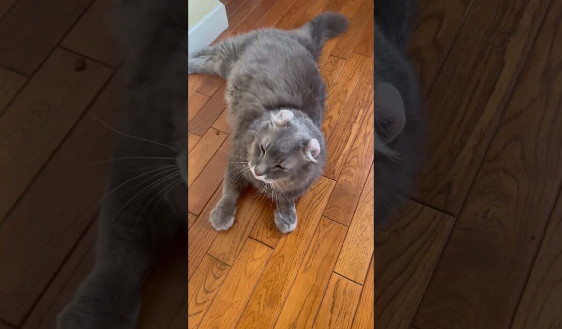 柔らかいご飯 #ねこ動画 #アメリカンカール #cat