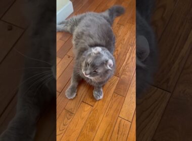 柔らかいご飯 #ねこ動画 #アメリカンカール #cat