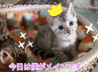 ベンガル子猫　シルバー君(仮)の場合