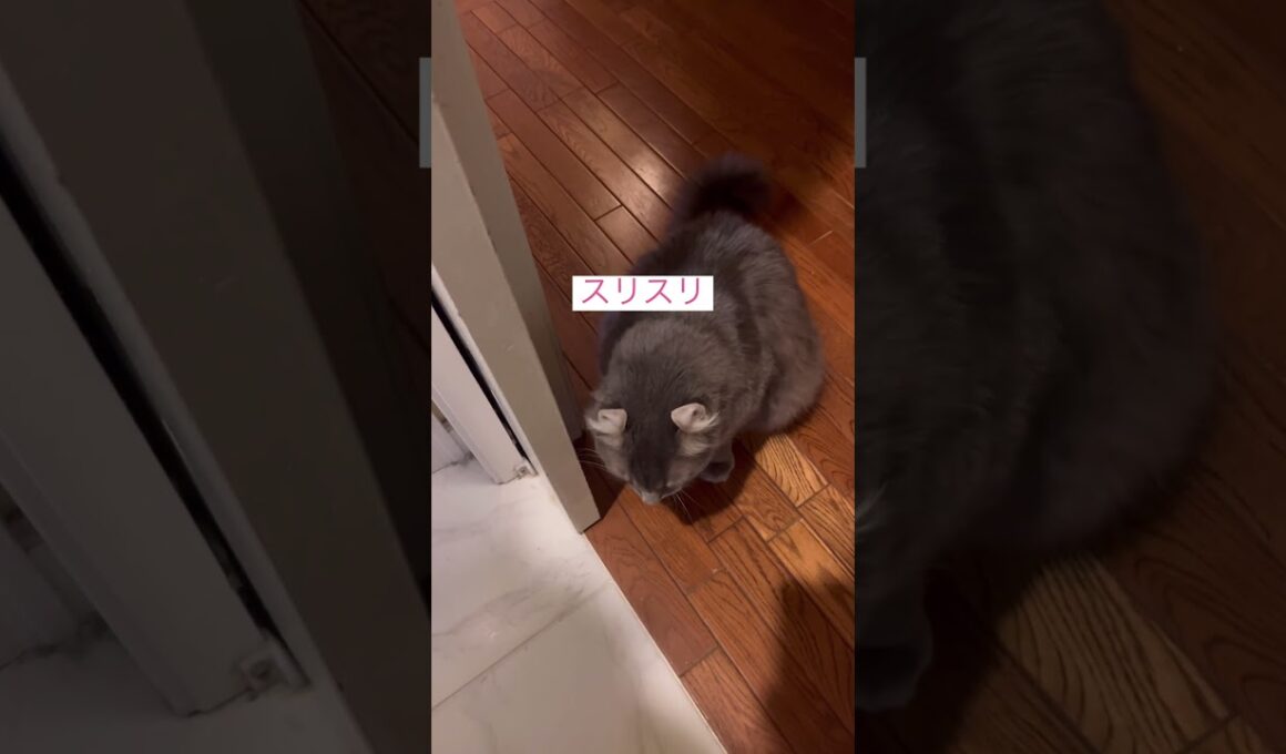 催促だよね、可愛い #ねこ動画 #アメリカンカール #猫のいる暮らし