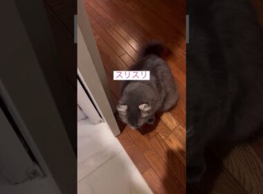 催促だよね、可愛い #ねこ動画 #アメリカンカール #猫のいる暮らし