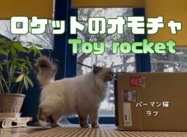 バーマン猫ラフ【ロケットのオモチャ】Toy rocket（バーマン猫）Birman/Cat