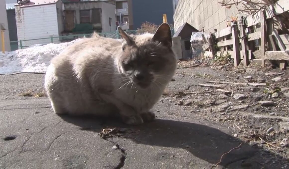 Japan Cat Trip, Hakodate-Day 2 / 日本猫旅,函館-2日目