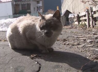 Japan Cat Trip, Hakodate-Day 2 / 日本猫旅,函館-2日目