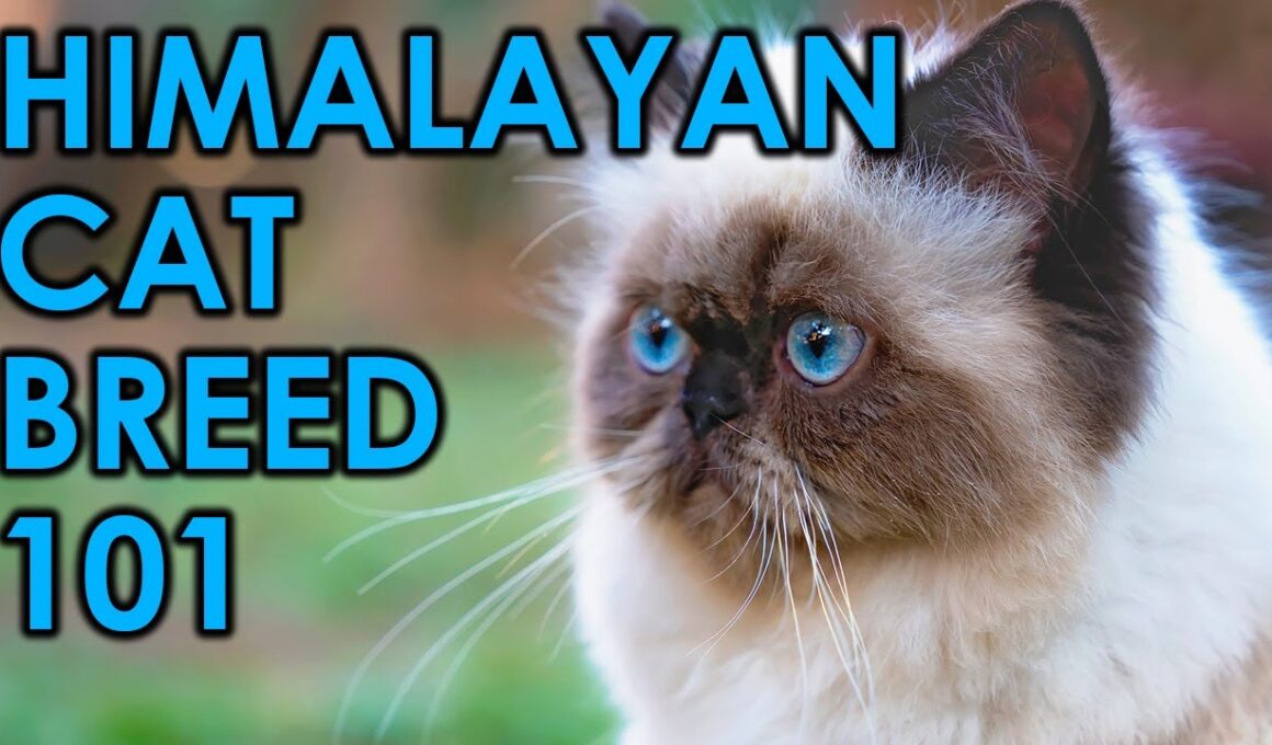 The 10 Most Insane Facts About Himalayan Cats