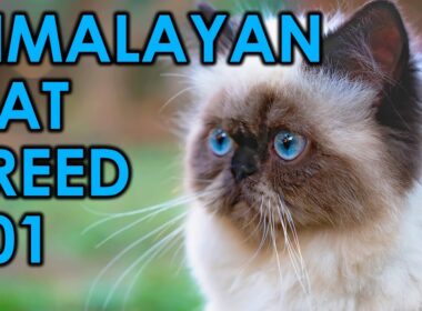 The 10 Most Insane Facts About Himalayan Cats