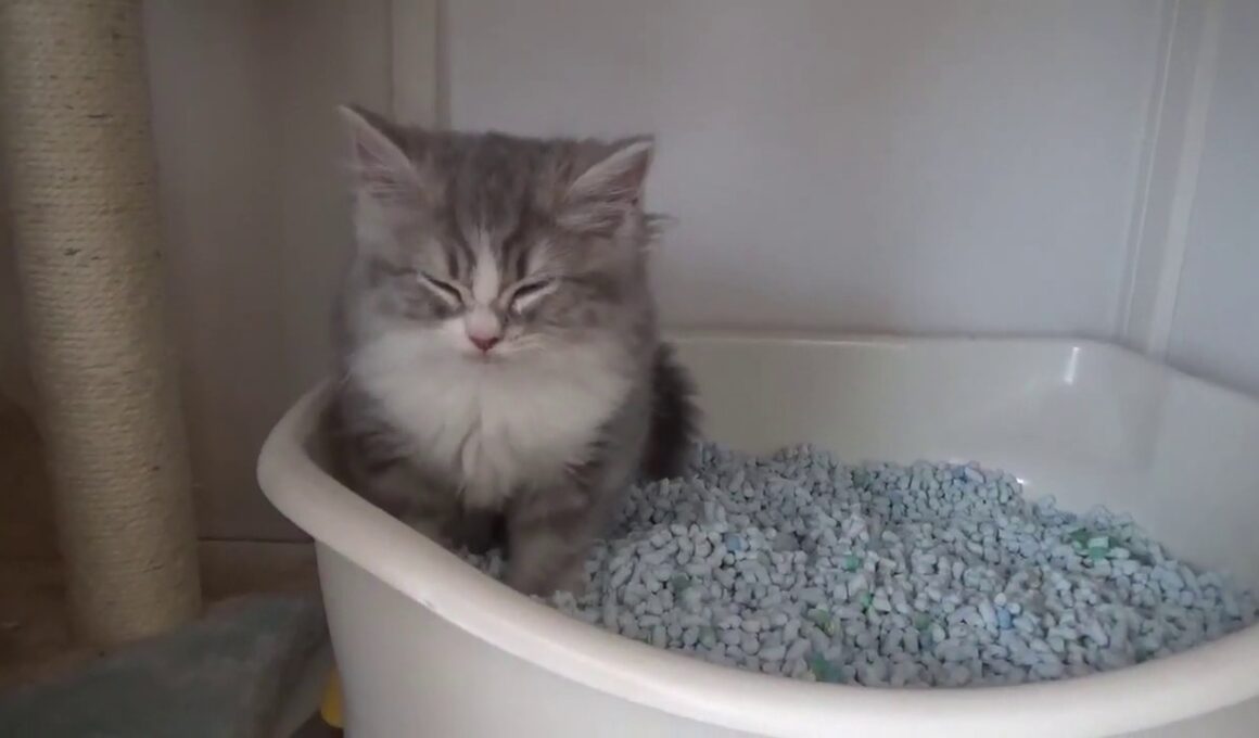 子猫姉妹のトイレがかわいい。（スコティッシュフォールド）