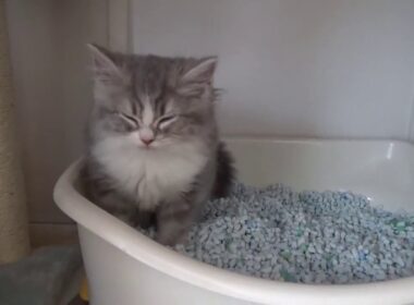 子猫姉妹のトイレがかわいい。（スコティッシュフォールド）