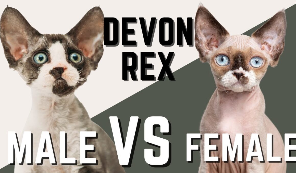 オスのデボンレックス猫 VS メスのデボンレックス猫