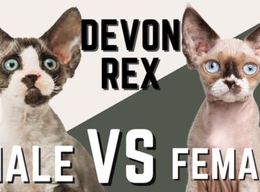 オスのデボンレックス猫 VS メスのデボンレックス猫
