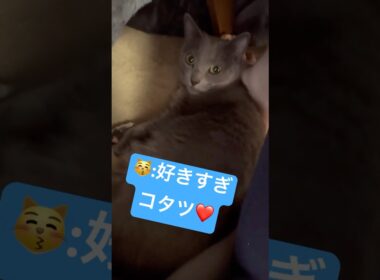 コタツが好きすぎてキュン❤️ #猫 #ロシアンブルー #catshorts #shorts
