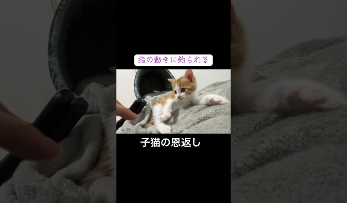 トライアル巣立ち前夜、子猫の恩返し #cat  #猫  #ねこ  #保護猫 #cute #猫のいる暮らし #子猫 #kitten #shorts  #こねこ