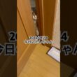 2026/01/14今日のかしちゃん #猫 #ペルシャ #カシス #cat #猫のいる暮らし