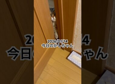 2026/01/14今日のかしちゃん #猫 #ペルシャ #カシス #cat #猫のいる暮らし