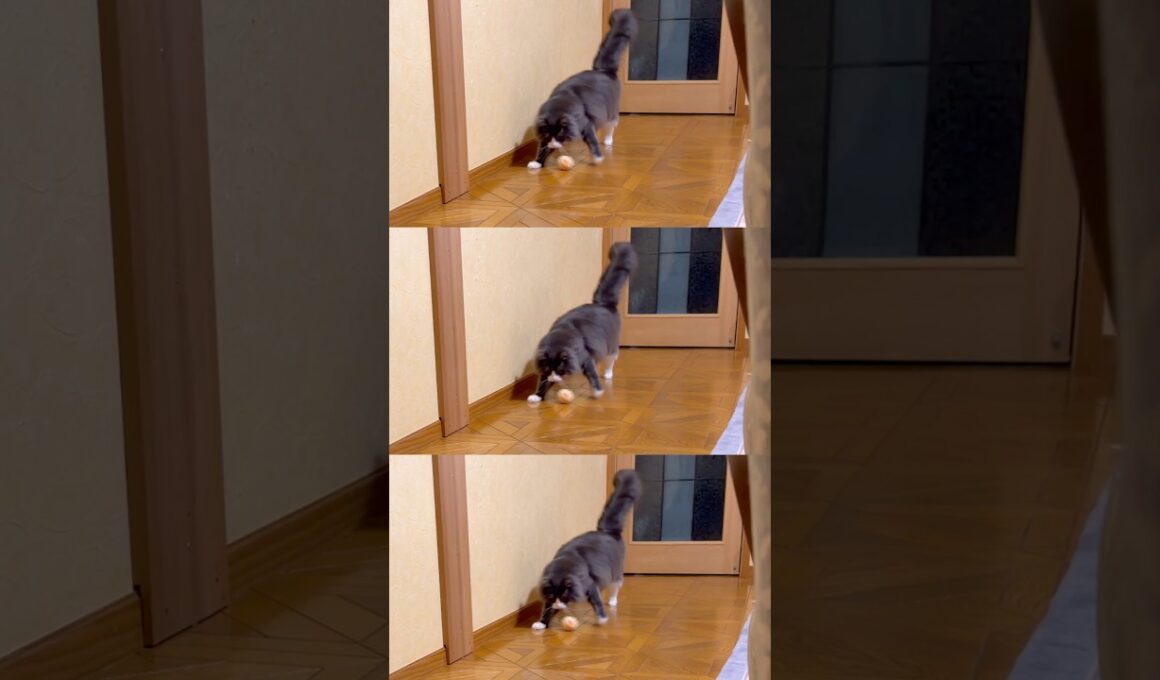 ナイスドリブル👏🏻#ターキッシュアンゴラ #cat #ねこ #shorts