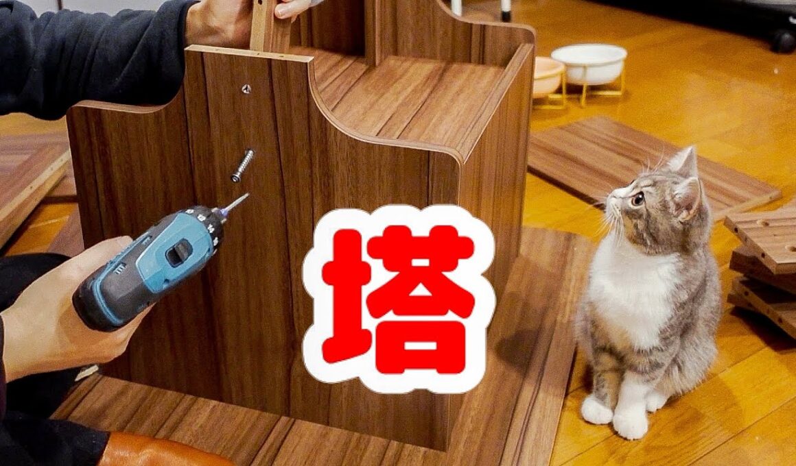 初めてキャットタワーに登る子猫【スコティッシュフォールド】