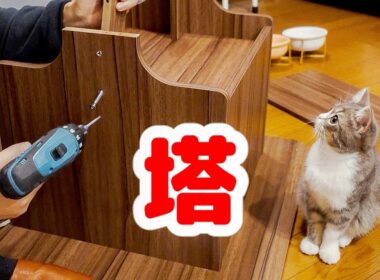 初めてキャットタワーに登る子猫【スコティッシュフォールド】