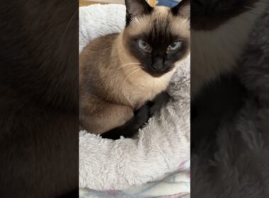 【2026.01.14】今日のシャム猫のふくさん【たぬき猫】 #shorts