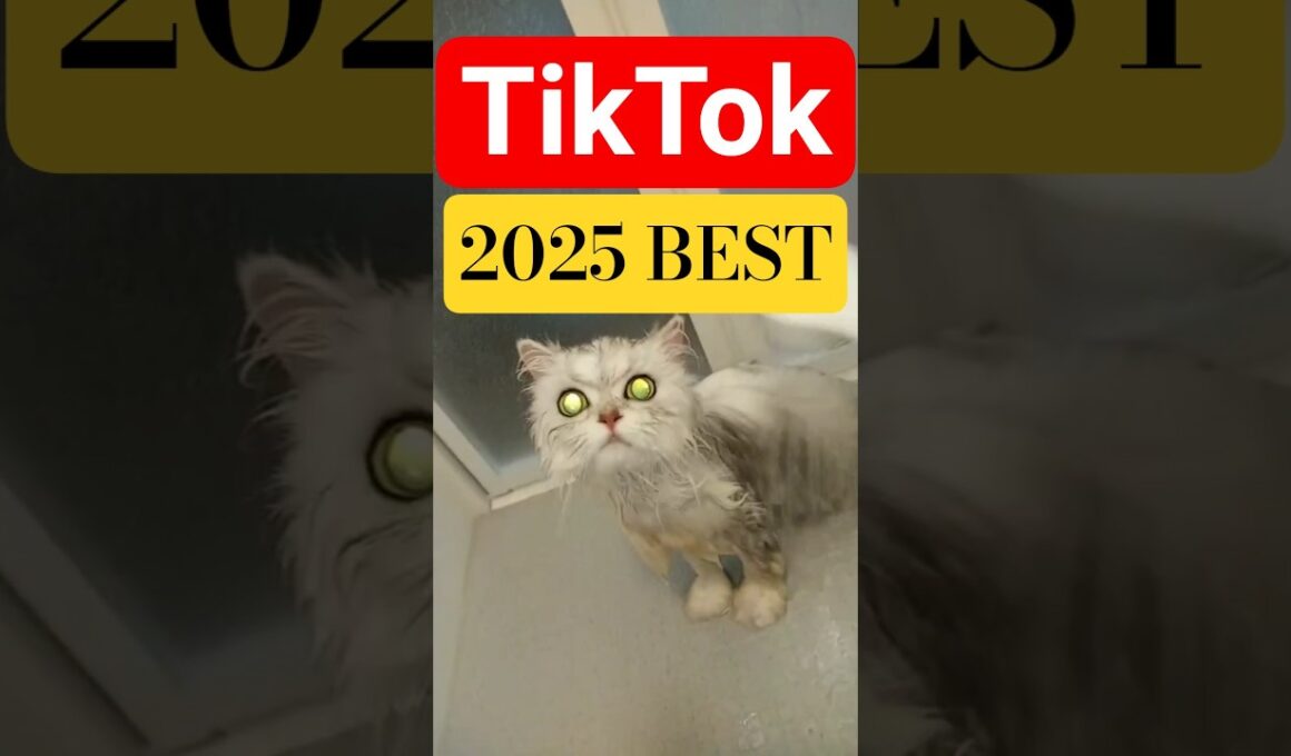 TikTok Best 2025 #cat #tiktok2025 #tiktokbest #猫のいる暮らし #ペルシャ猫 #チンチラシルバー