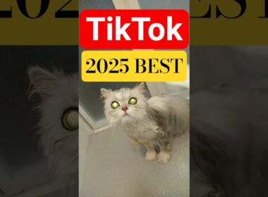 TikTok Best 2025 #cat #tiktok2025 #tiktokbest #猫のいる暮らし #ペルシャ猫 #チンチラシルバー