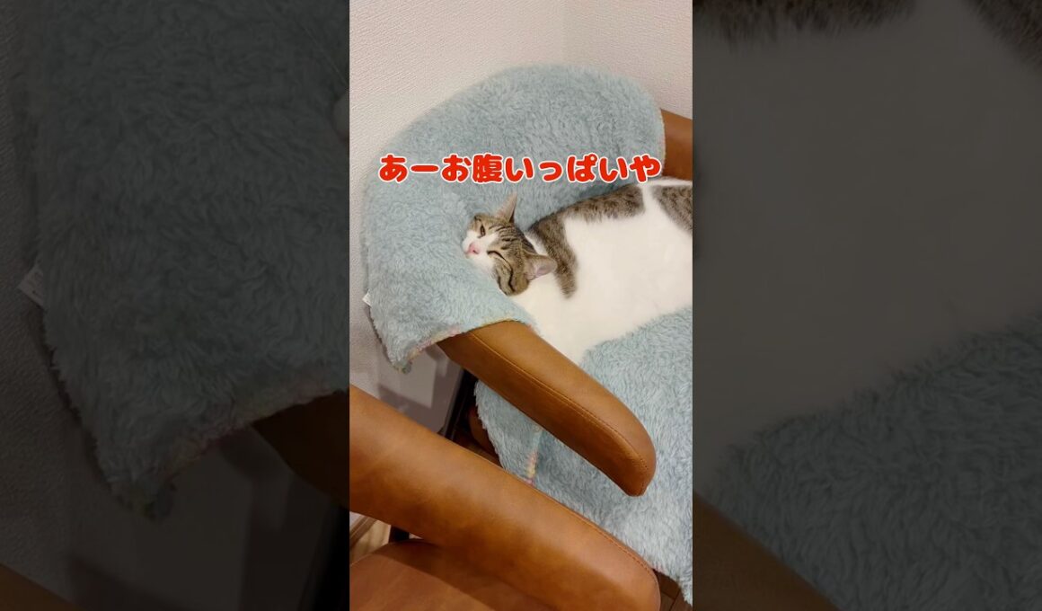 【保護猫】首が直角に曲がったまま寝る猫