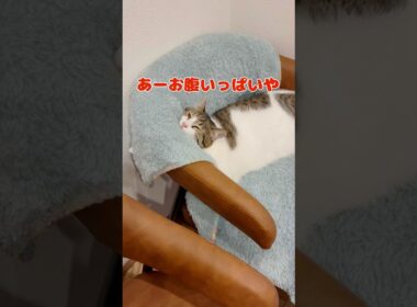 【保護猫】首が直角に曲がったまま寝る猫