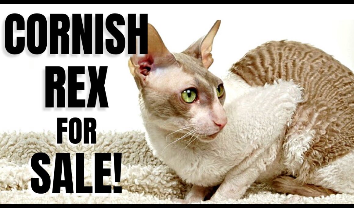 Cornish Rex Kittens for Sale!