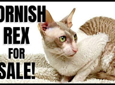 Cornish Rex Kittens for Sale!