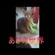 ネコ動画あび＃5650　あびの毎日　アビシニアン　あび
