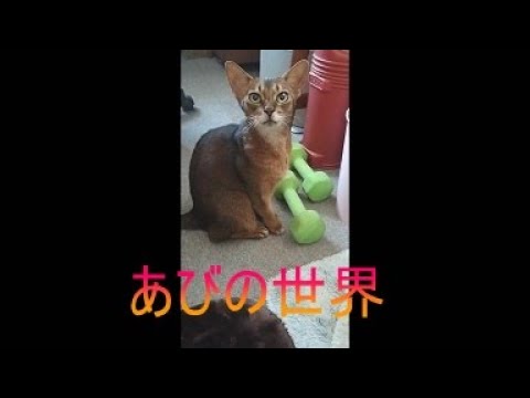 ネコ動画あび＃5650　あびの毎日　アビシニアン　あび