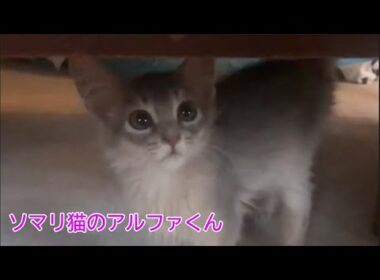 ソマリ猫のアルファくん〜たった4年前､携帯で撮ったデータ？！〜