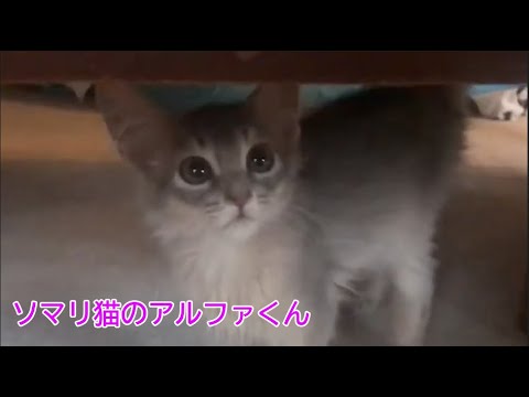 ソマリ猫のアルファくん〜たった4年前､携帯で撮ったデータ？！〜