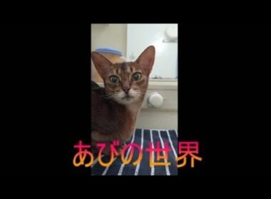 ネコ動画あび＃5644　あびの毎日　アビシニアン　あび