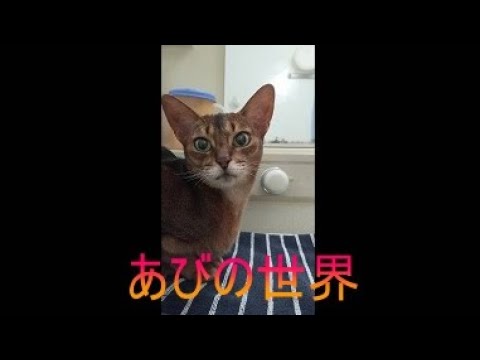 ネコ動画あび＃5644　あびの毎日　アビシニアン　あび