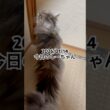 2026/01/14今日のしーちゃん #猫 #ペルシャ #シエル #cat #猫のいる暮らし